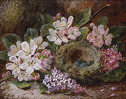 Apple Blossom and a Bird\'s Nest - Oliver Clare