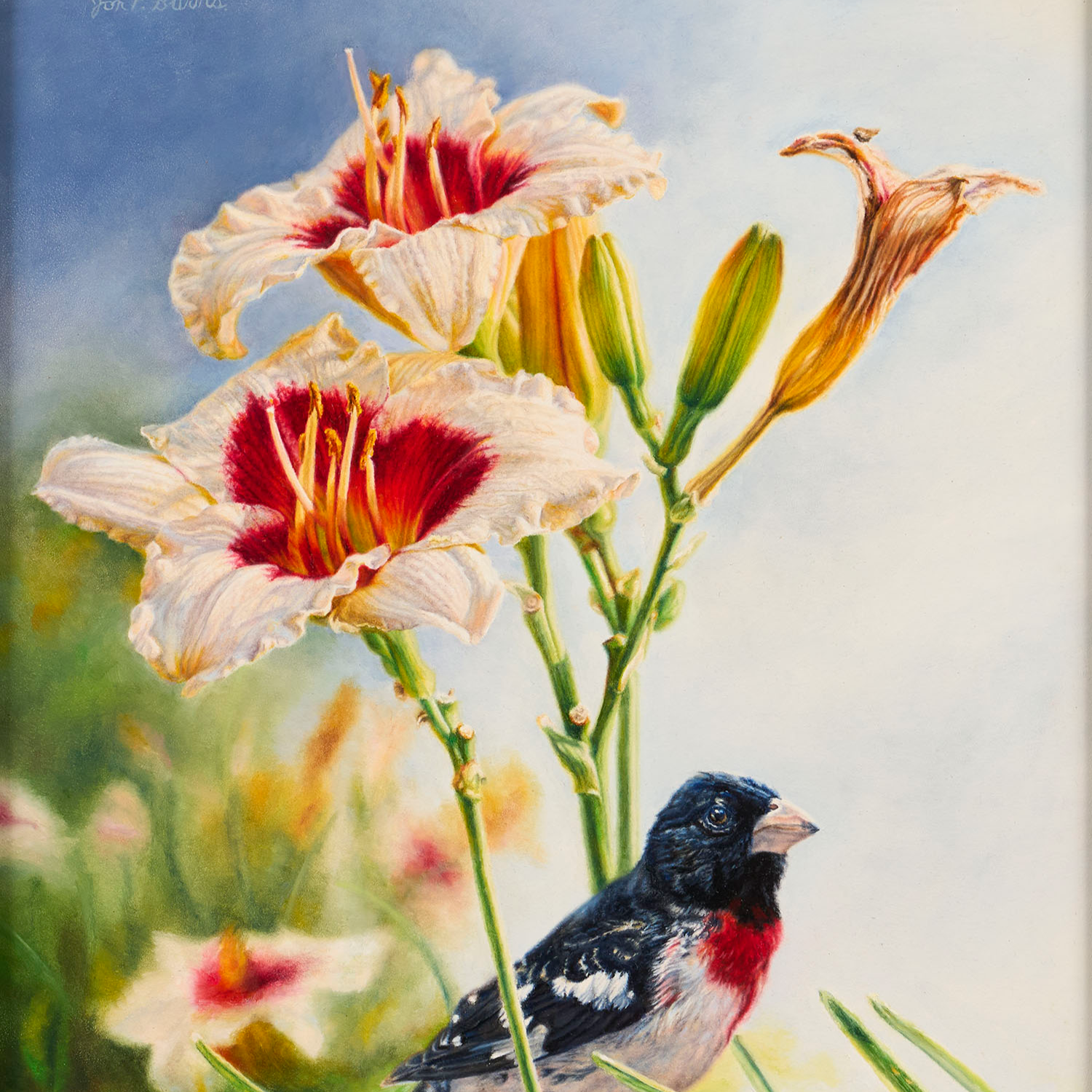 Rose Breasted Grosbeak - Jon Burns