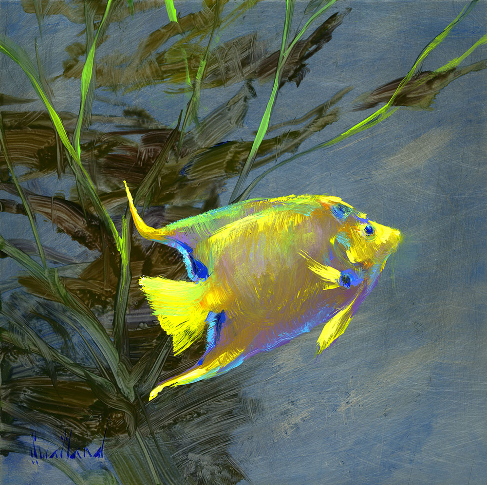 katie_swatland_ks1042_yellow_tipped_angel_fish.jpg