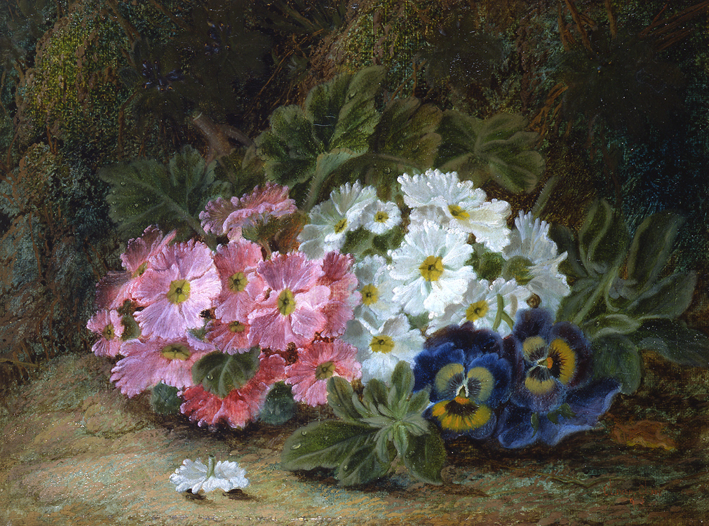 oliver_clare_a3218_primulas_and_pansies.jpg