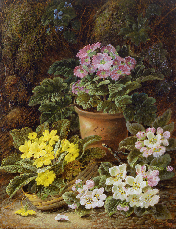 oliver_clare_a3219_potted_african_violets_and_primulas.jpg