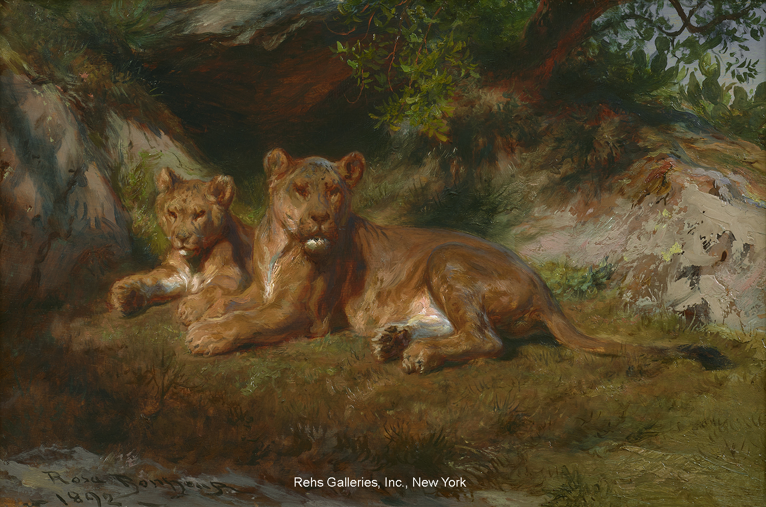 Lions at Rest - Bonheur Rosa