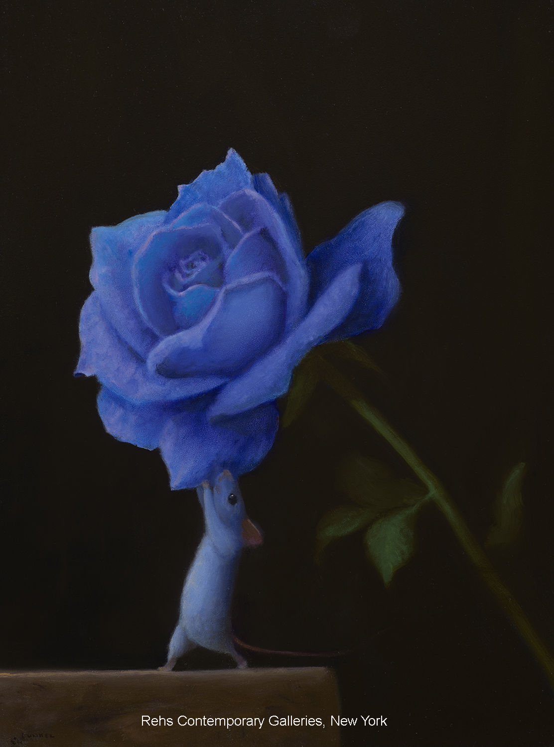 Blue Rose - Dunkel Stuart