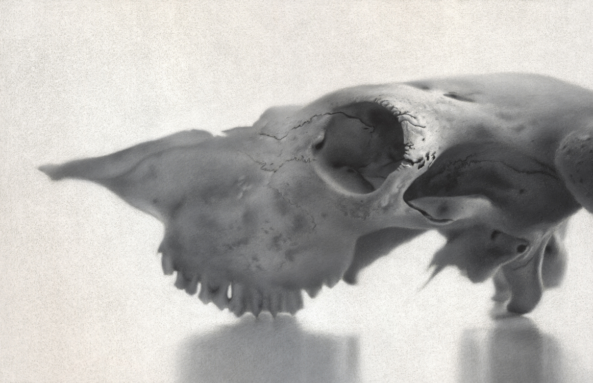 Study (Skull) - Jahn, Timothy W.