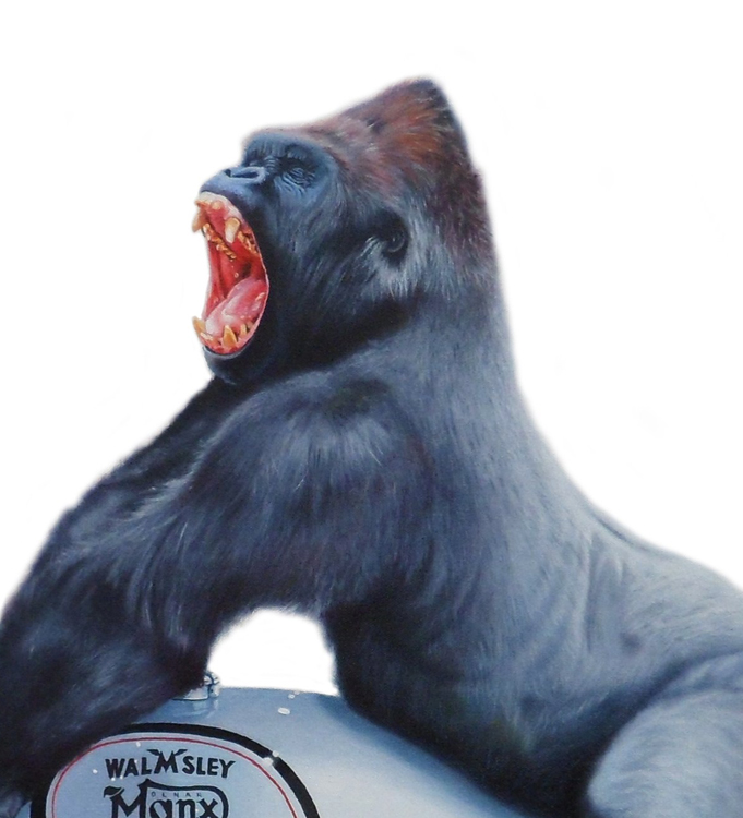 tony_south_ts1002_a_brace_of_silverbacks_gorilla.jpg