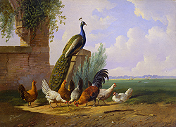 Peacock, Rooster and Hens - Albertus Verhoesen