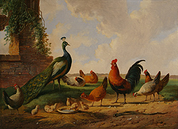 A Peacock and Chickens in a Landscape - Albertus Verhoesen