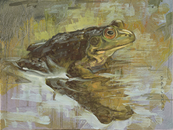 Young Frog - David Palumbo
