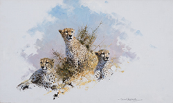 Cheetah II - David Shepherd