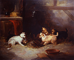 Terriers Ratting - Armfield, George