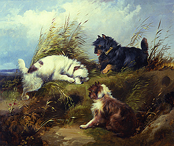 Terriers - Armfield, George