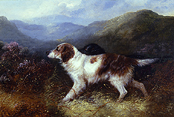 Two Setters in a Landscape - Armfield, George