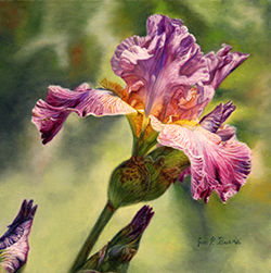 Purple Iris - Burns, Jon