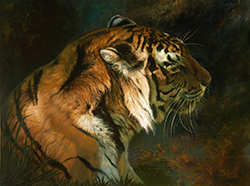 Tiger Shadows - Bell, Julie