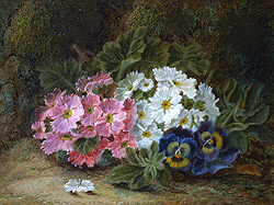 Primulas and Pansies - Clare, Oliver