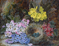 Primroses, Apple Blossoms and Bird\'s Nest - Clare, Oliver