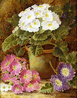 Potted Flowers - Clare, Oliver