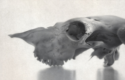Study (Skull) - Jahn Timothy W.
