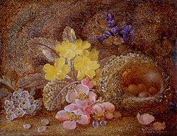 Still Life with Bird\'s Nest - Clare Vincent