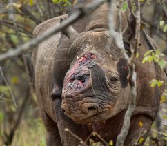 03rhinopoaching