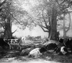 bonheur