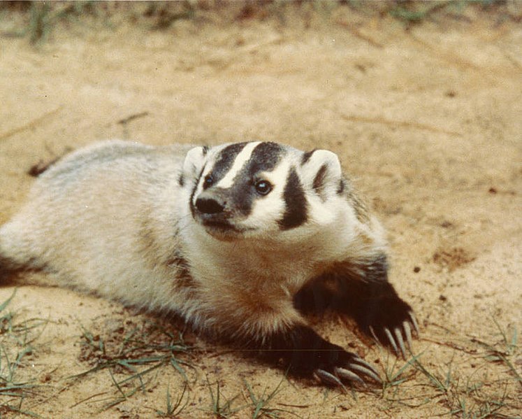 a badger laying on the ground