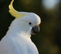 A sulphur-crested cockatoo