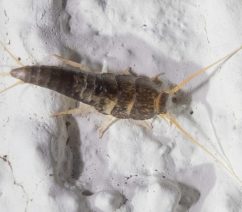 A common silverfish