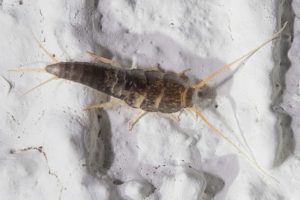 A common silverfish