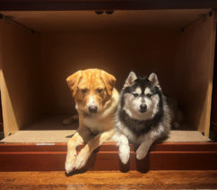 two dogs