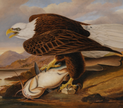 A painting of a bald eagle on the bank of a river standing over a catfish likely caught from the nearby river