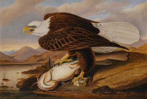 A painting of a bald eagle on the bank of a river standing over a catfish likely caught from the nearby river