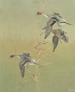 A group of three pintail birds flying out of misty marshlands with muted brown tall grasses and grayish-blue waters.