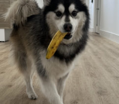 dog with a banana in its mouth