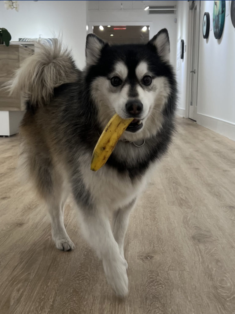 dog with a banana in its mouth