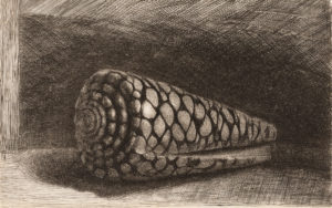 An etching of a conical shell.