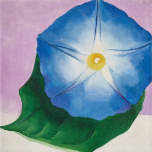 A still life painting of a blue morning glory flower against a pale, pink background.