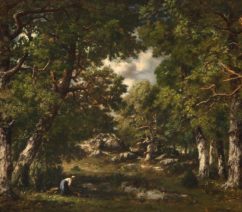A forest landscape
