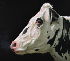 A portrait of a black-and-white cow in profile against a black background.