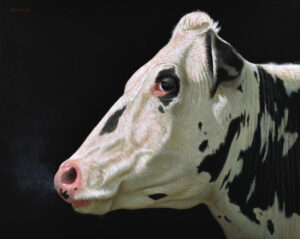 A portrait of a black-and-white cow in profile against a black background.