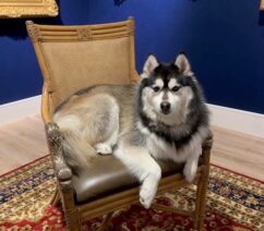 A pomsky (half husky-half pomeranian) sitting in a chair