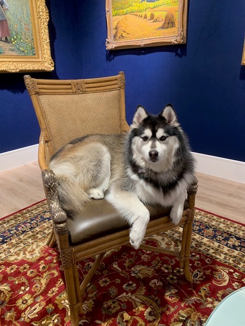 A pomsky (half husky-half pomeranian) sitting in a chair