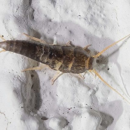 A common silverfish