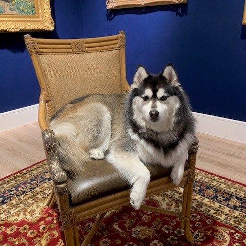 A pomsky (half husky-half pomeranian) sitting in a chair