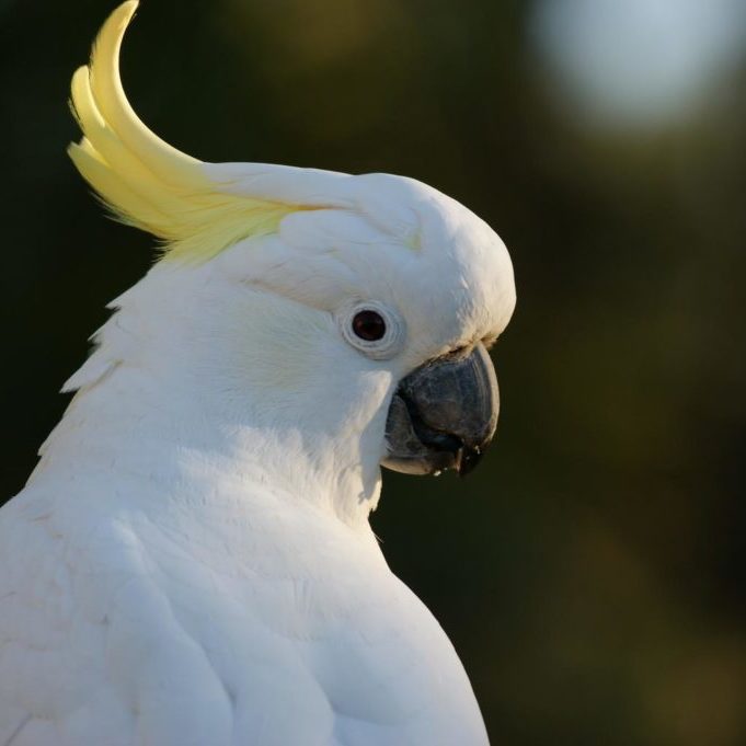 A sulphur-crested cockatoo