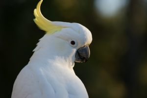 close up picture of a white cockatoo