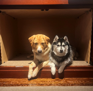 Two dogs in a box